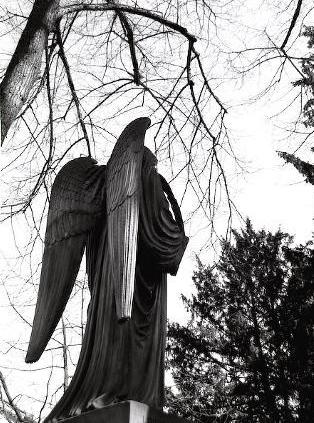 Old Tree angel 1